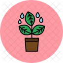 Planta  Icon