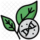 ADN Vegetal Desarrollado Agricultura Icono