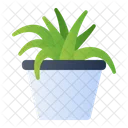 Planta Arana Icono