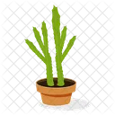 Planta de cactus  Icono