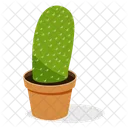 Planta de cactus bola  Icono