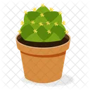 Planta de cactus bola  Icono