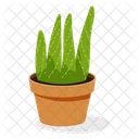 Planta de aloe  Icono