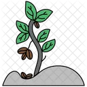 Planta De Cafe Planta Cafe Icono