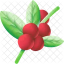 Planta De Cafe Planta Cafe Icono