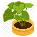 Planta de caladio  Icono