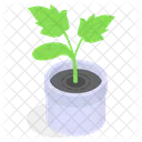 Planta Decorativa En Maceta Icono