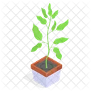 Planta Decorativa En Maceta Icono