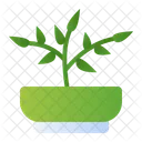 Planta De Jade Icono