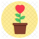 Planta Del Amor Crecimiento Del Amor Planta Del Corazon Icono