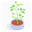 Planta Decorativa En Maceta Icono