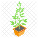 Planta Decorativa En Maceta Icono