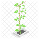 Planta Decorativa En Maceta Icono