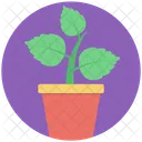 Planta Olla Verdor Icono