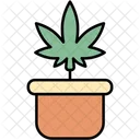 Vaso De Planta Cannabis Canabidiol Ícone