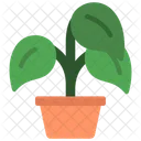 Planta de peperomia  Icono