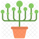 Planta de perlas  Icono