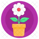 Crecimiento De Flores Plantacion De Flores Daisy Icono