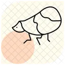 Planthoppper Planthopper Insect Icon