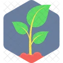 Plant Nature Flower Icon