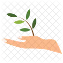 Planting Tree  Icon