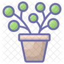 Plants Potted Plants Evergreen Plant Icon