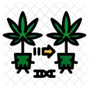 Cannabis Cloning Plants Icon