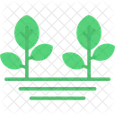 Plants Agronomy Growth Icon
