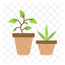 Plants  Icon