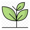 Plants Growth  Icon