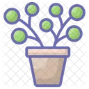 Plants Potted Plants Evergreen Plant Icon