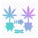 Cannabis Cloning Plants Icon