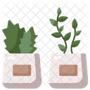 Plants  Icon