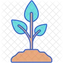 Plants  Icon