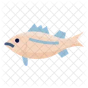Platy Fish Rainbow Fish Fish Icon