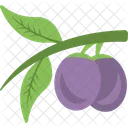 Plum Fruit Twig Icon