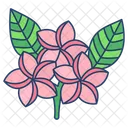 Plumeria Flower Blossom Icon