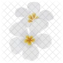 Plumeria Flower Frangipani Icon