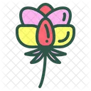 Poeny Flower Floral Icon