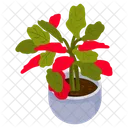 Poinsettia Plant  Icon
