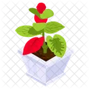 Poinsettia Plant  Icon