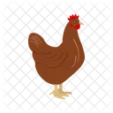 Pollo Animales La Vida Silvestre Icon