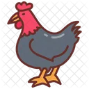 Pollo Gallina Gallo Icon