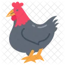 Pollo Gallina Gallo Icon