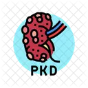 Polycystic Kidney Disease Icon