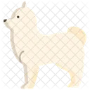 Pomeranian Wild Dog Dog Icon