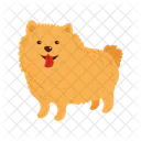 Pomeranian Dog  Icon