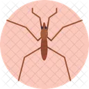 Pond Skater Bugs Insect Icon