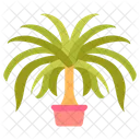 Ponytail palm  Icon
