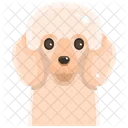 Poodle  Icon